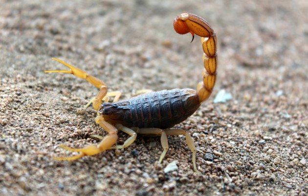 scorpion life cycle for kids