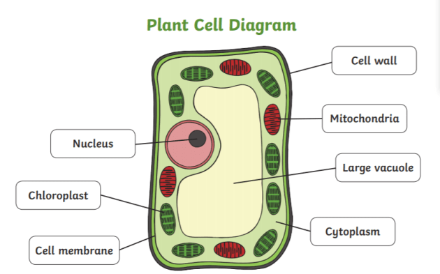 What Is A Plant Cell Answered Twinkl Teaching Wiki