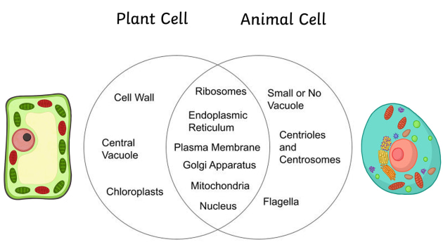 Plants Vs Animal Cells Ver 1 