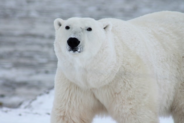 Polar Bears: Facts, Teaching Resources and more! - Twinkl