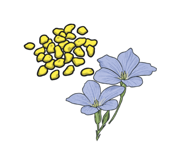 What is a Celery Allergy? Answered Twinkl Teaching Wiki