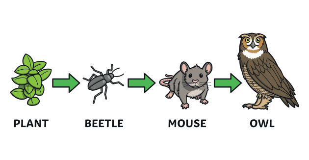 predator meat vs prey meat