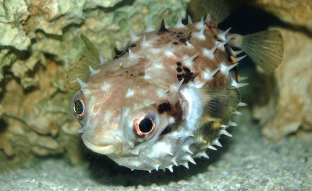 What is a Pufferfish? - Answered - Twinkl Teaching Wiki