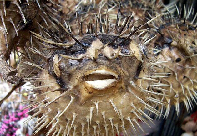 Scientists uncover the genes that give pufferfish their protective spikes •