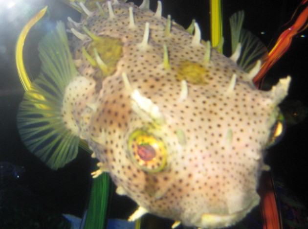 Pufferfish, Feed and Grow Fish Wikia