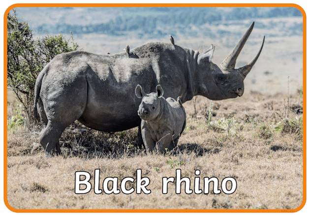 What is a Rhino? | Facts for Kids - Twinkl