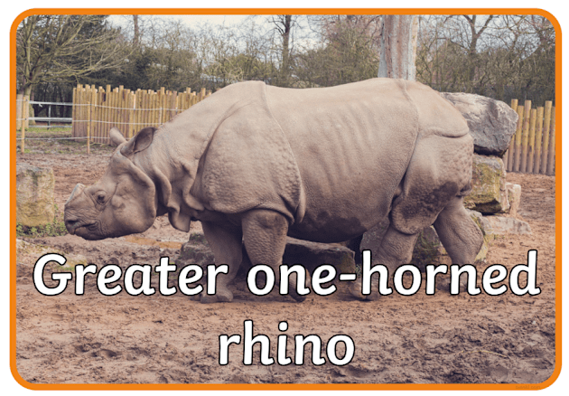 What Is A Rhino? 