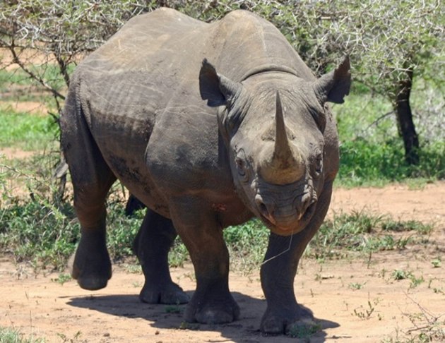 Rhino Fact File - Rhino Facts for Kids - All About Rhinos