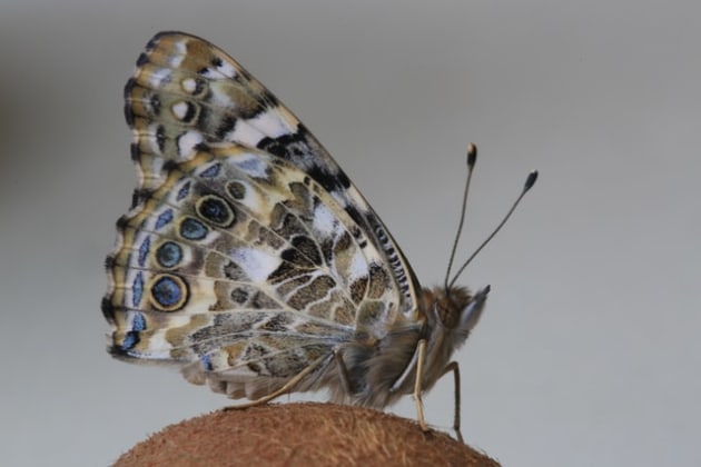 What Are Butterfly Antennae Used For