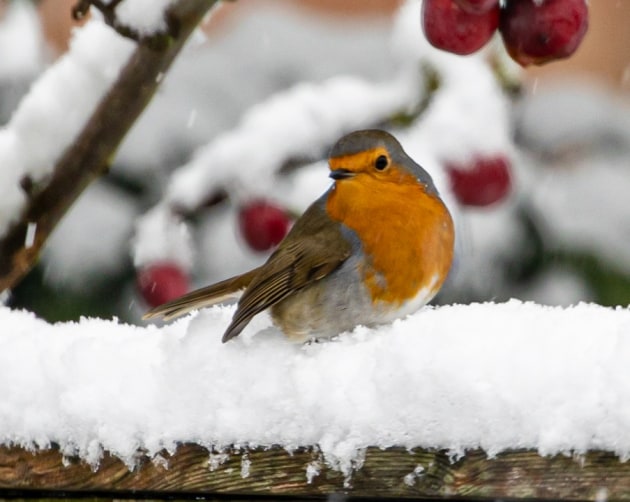British Winter Animals | In the Snow | Teaching Wiki