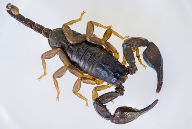 What Is A Scorpion Answered Twinkl Teaching Wiki