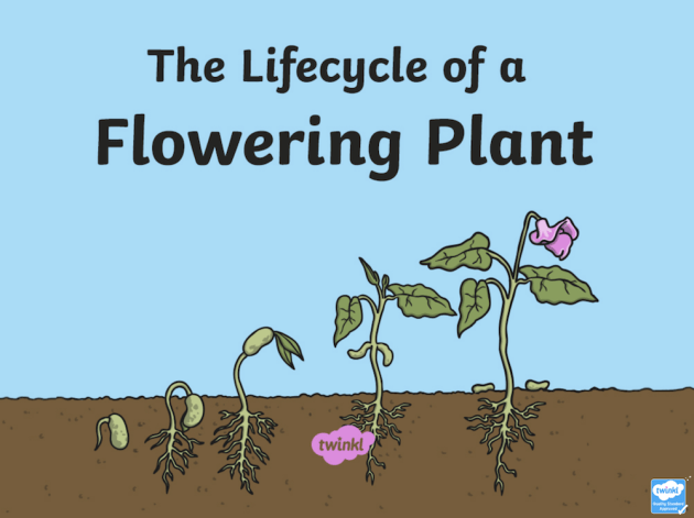 Flowering plant life cycle diagram.