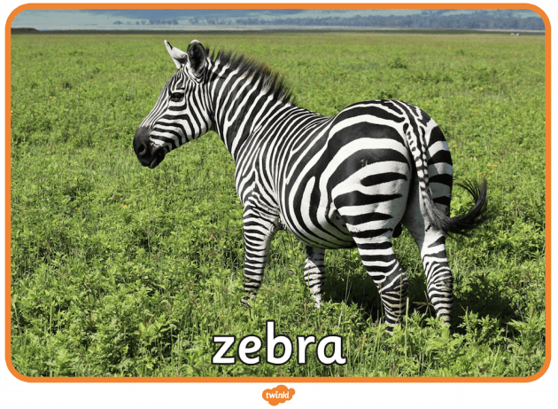 What is a Zebra? | Zebra Habitat and Facts | Twinkl Teaching Wiki
