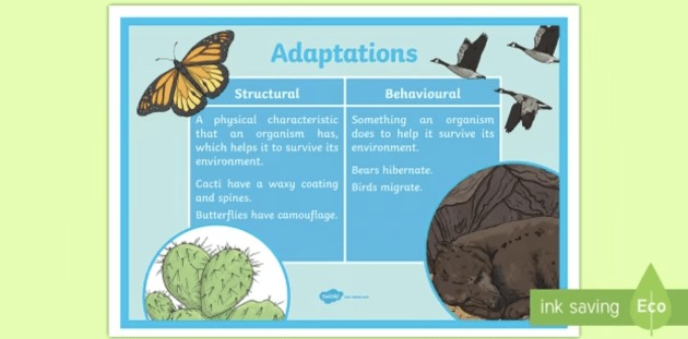 What are behavioural adaptations? - Twinkl