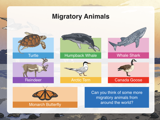 Animal Adaptations for Kids  Twinkl Teaching Wiki - Twinkl