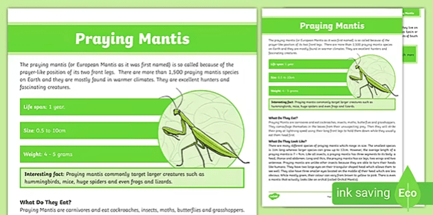 Mantis - Jeu de cartes en anglais, Jeux