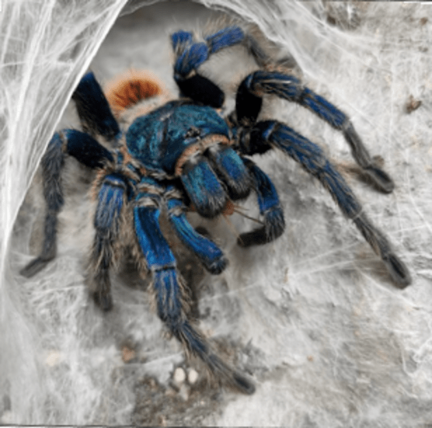 Wild Predators - Tarantula Téléguidée, Jouets Enfants 8 Ans - wild  predators