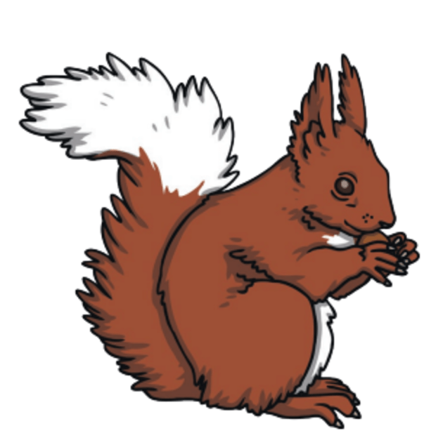 Red Squirrel Facts - Teaching Wiki | Twinkl - Twinkl