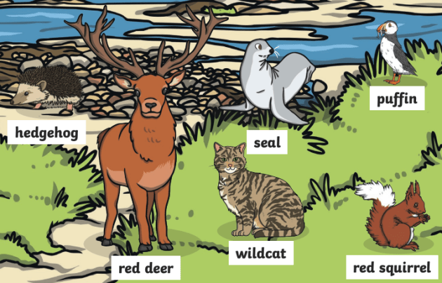 Wildlife in Scotland | Native Scottish Animals | Wiki Page