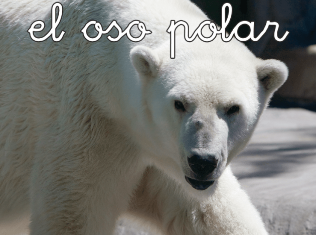 El oso polar, el mamífero marino más desconocido - Blog de CIM Formación
