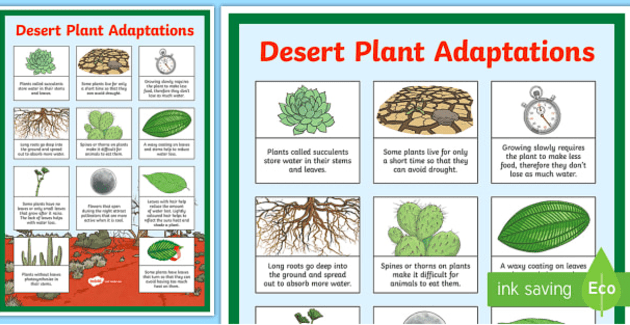 Plants that Live in the Desert | Twinkl Teaching Wiki