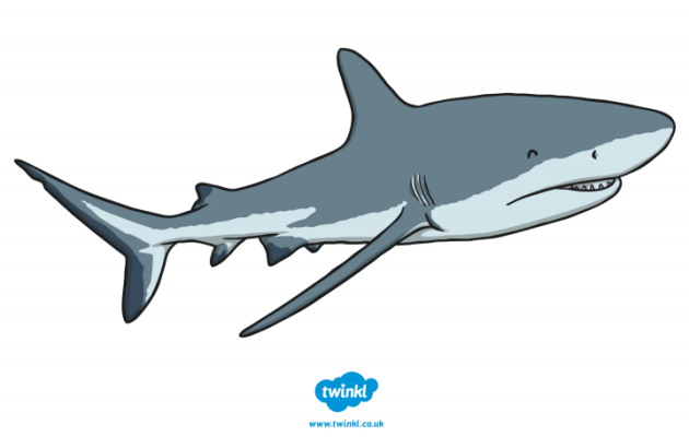 great white shark pictures for kids