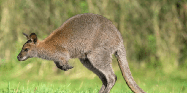 Kangaroos have belly pouches to - 3D Lifestyle Pakistan