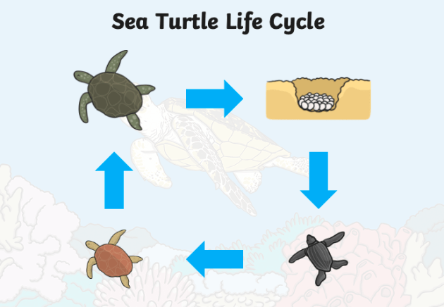 green sea turtles habitat map