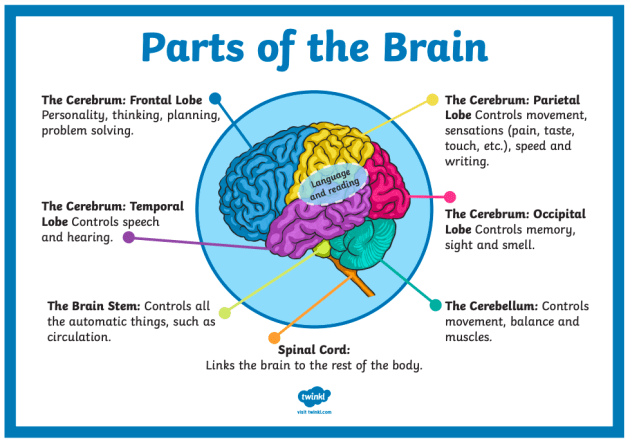 Parts Of The Brain And What They Do Diagram Brain Teasers: S