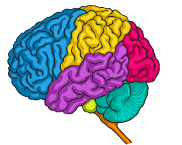 brain diagram unlabeled for kids