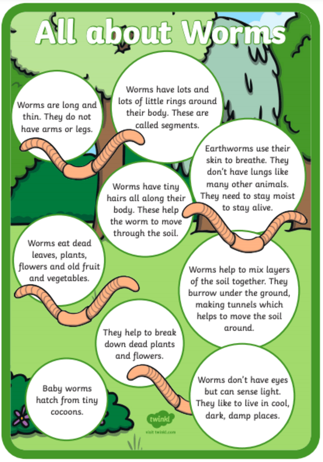 earthworms for kids