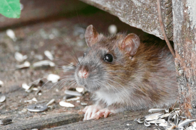 What is a Rodent? Information and Teaching Resources