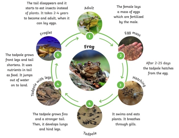 Amphibian life cycle