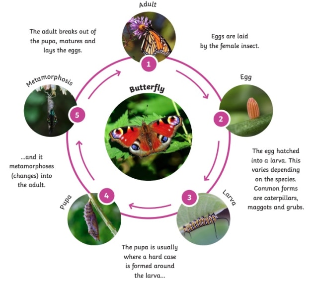 What Is A Life Cycle Life Cycle Facts Twinkl