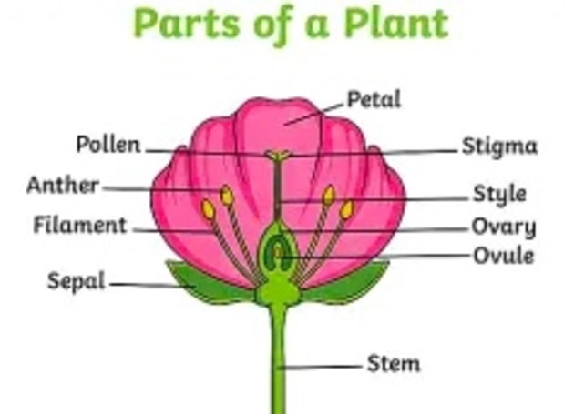 Plants | How Do Plants Grow? | What Nutrients Plants Need