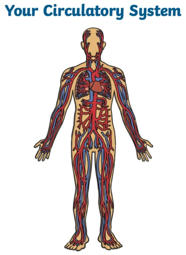 The Circulatory System for Kids  The Heart, Blood Vessels and More