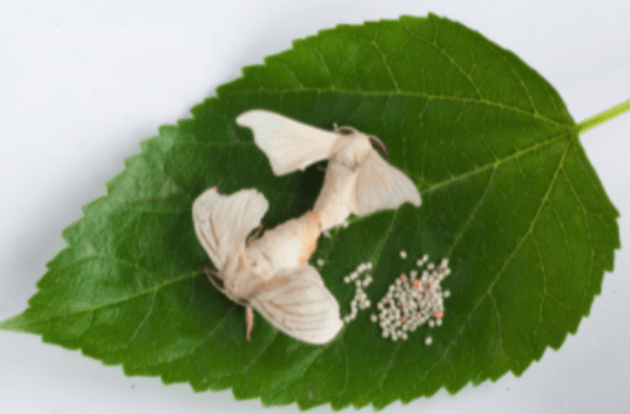 silkworm moth eggs