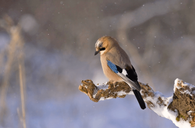 BBC Two - Winterwatch - Test your knowledge on the UK's birds of prey