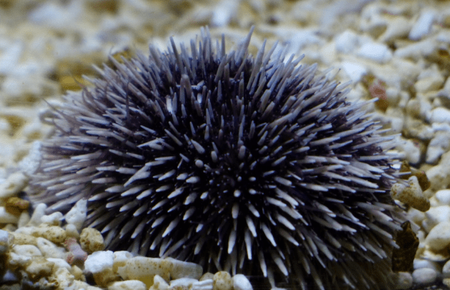 Seeigel auf dem Meeresboden.