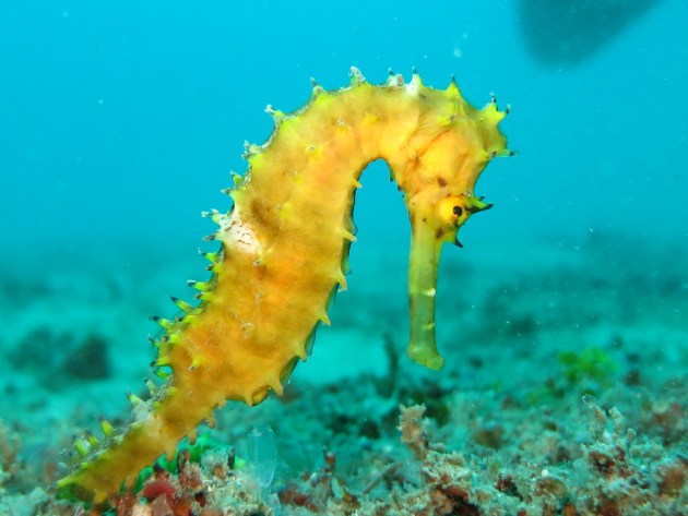 Underwater Animals | Ocean Life Teaching Wiki | Twinkl USA