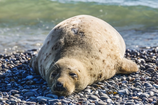 Harbour Seals and Grey Seals in Scotland | Twinkl - Twinkl