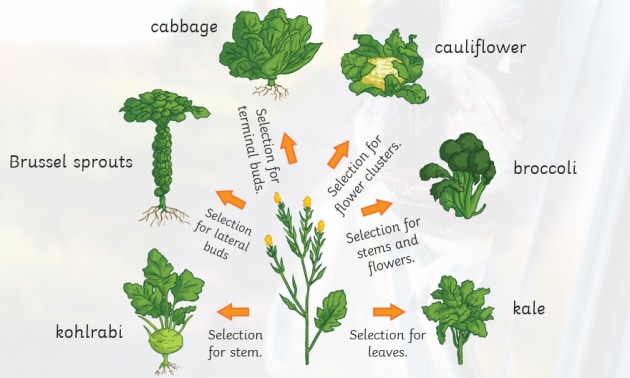 selective breeding diagram