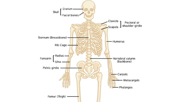 Костная система человека. Skeleton System of Human. The skeletal System of a Human being. Bony Skeleton.