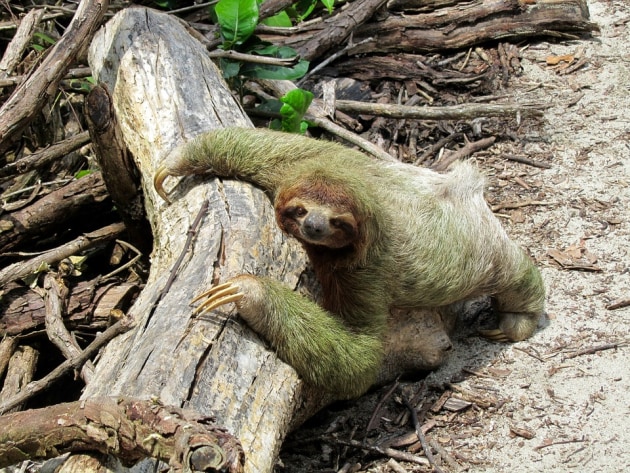 What are Sloths? - Twinkl