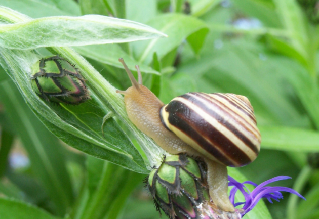 Snail Snail Habitat Is A Snail An Insect Twinkl Snail Snail Habitat Is A Snail An Insect Twinkl