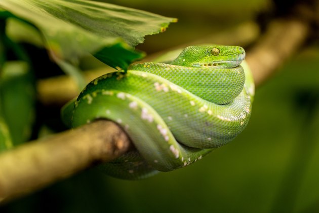  What is a Snake? – Snake Facts for Kids – Twinkl