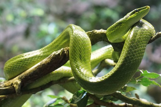 Smooth Green Snake - Facts, Diet, Habitat & Pictures on