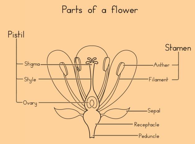 What Is A Stamen Answered Twinkl Teaching Wiki