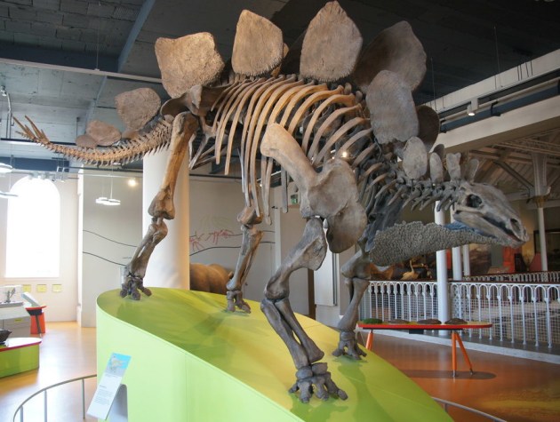 A photograph of a stegosaurus skeleton at the National Museum of Scotland. Courtesy of Wikimedia Commons.