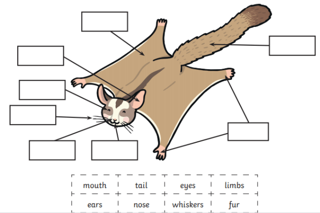 What is a Sugar Glider? - Answered - Twinkl Teaching Wiki